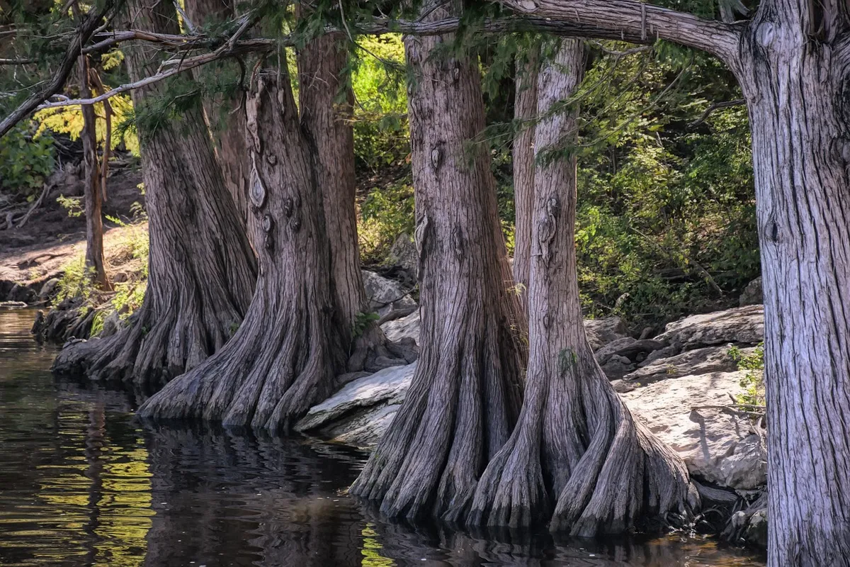 cypress, tree, roots, nature, texas, austin, atx, river, forest, natural, landscape, waterway, cypress, cypress, cypress, cypress, texas, texas, austin, austin,