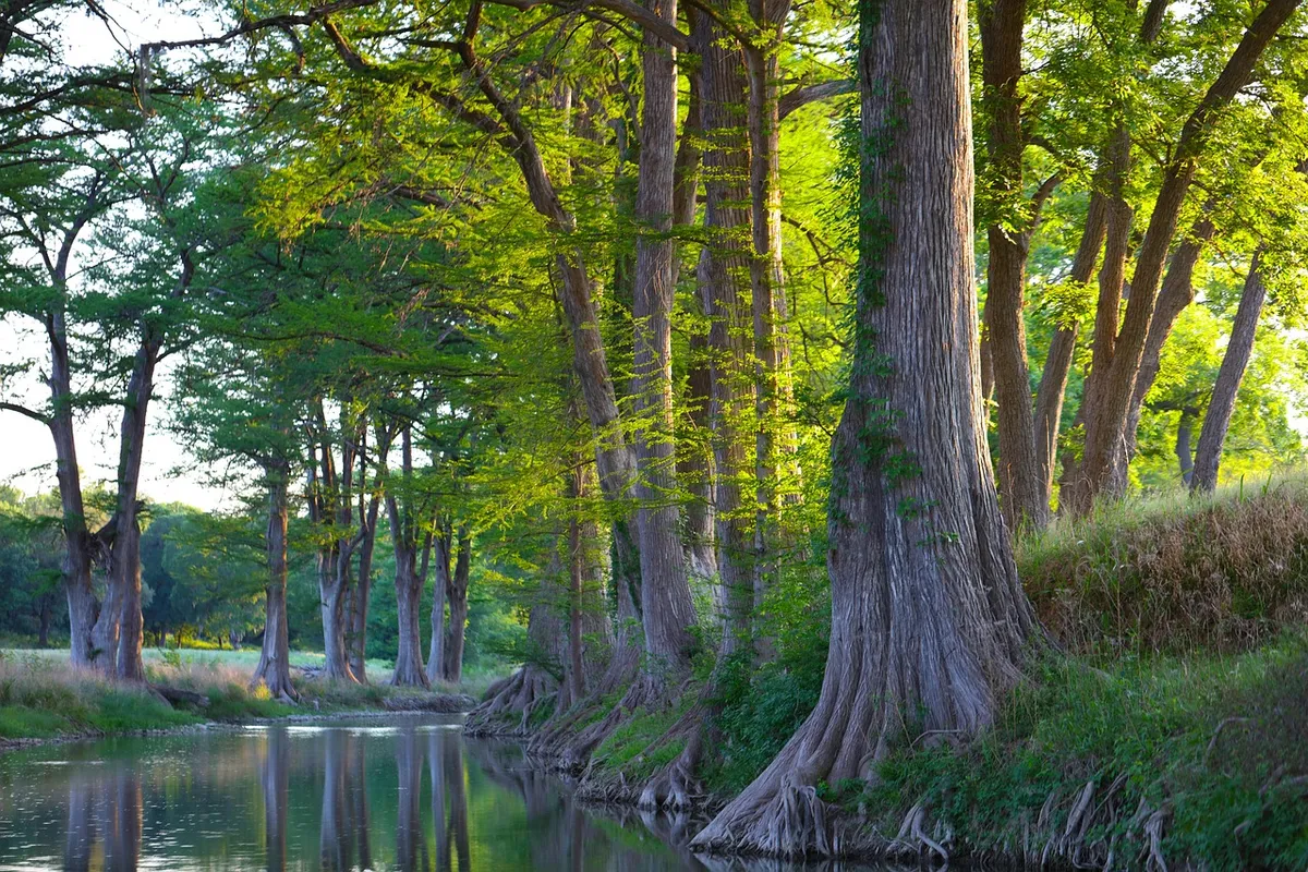 landscape, stream, sunset, cypress trees, cypress, stream bank, texas, hill country, holiday creek, ranch land, nature, farm land, countryside, rural
