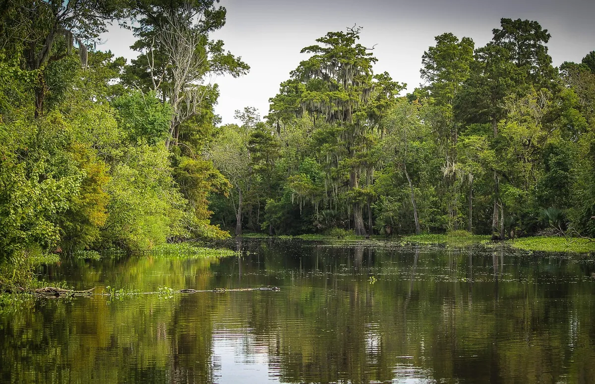 bayou, swamp, marsh, wetland, louisiana, new orleans, nature, creek, river, tropical, jungle, cypress