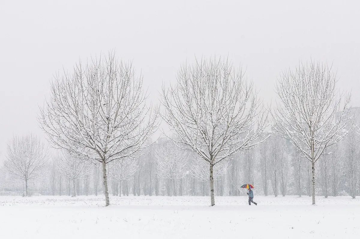trees, nature, winter, season, outdoors, snow, cold, winter, winter, winter, snow, snow, snow, snow, snow